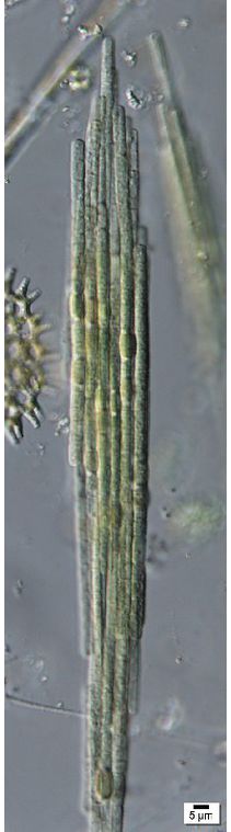 Aphanizonemon sp.