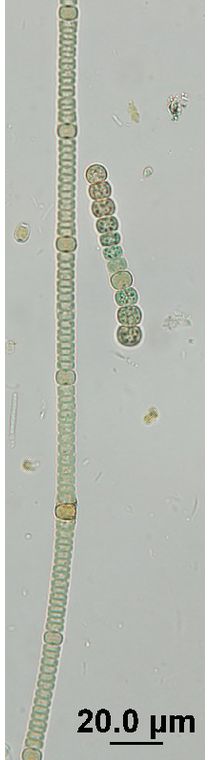 Nodularia harveyana