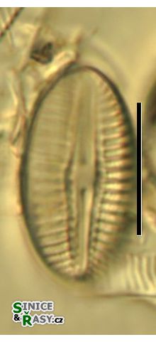 Diploneis