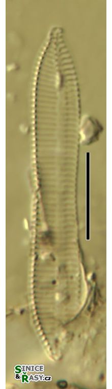 Nitzschia constricta