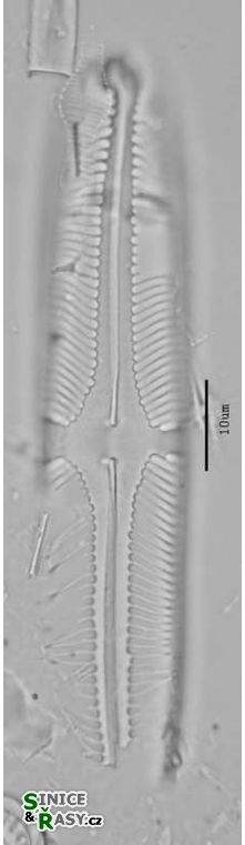 Pinnularia divergens