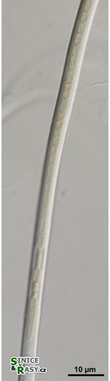 Leptolyngbya 