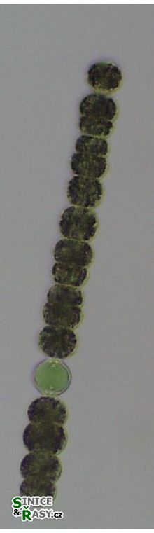 Anabaena smithii