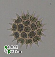 Pseudopediastrum boryanum