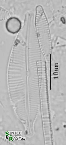 Cymbopleura naviculiformis