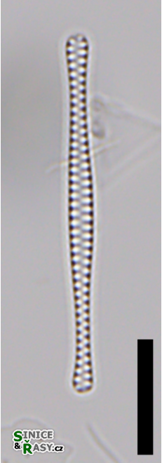 Belonastrum berolinense