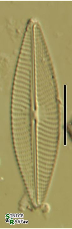 Navicula trivialis