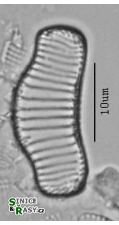 Eunotia praerupta