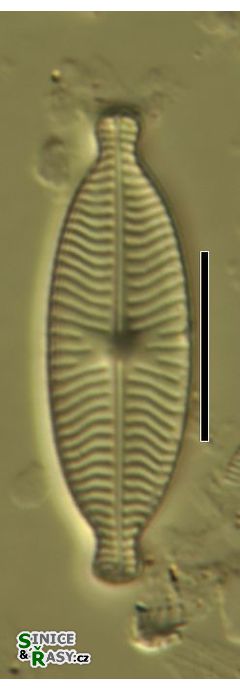 Geissleria decussis