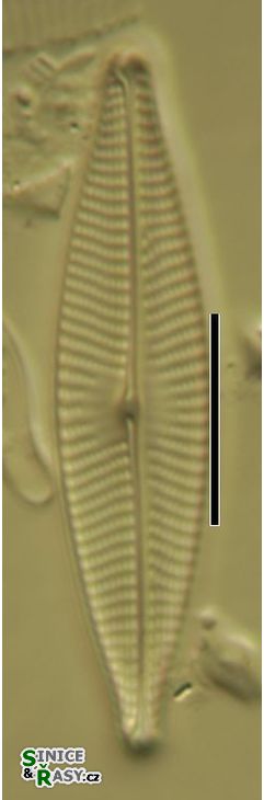 Navicula germainii