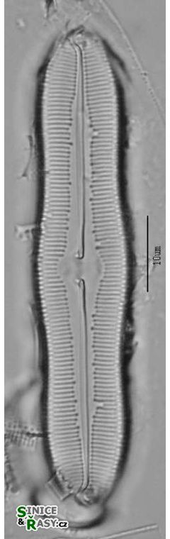 Caloneis silicula