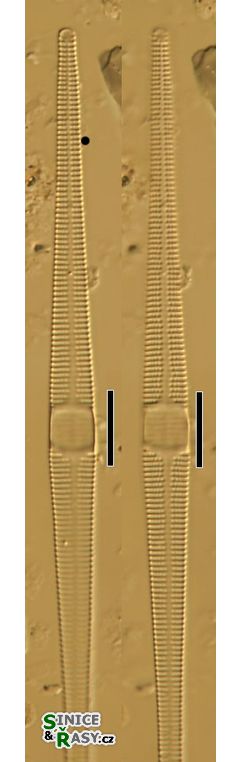 Fragilaria pulchella