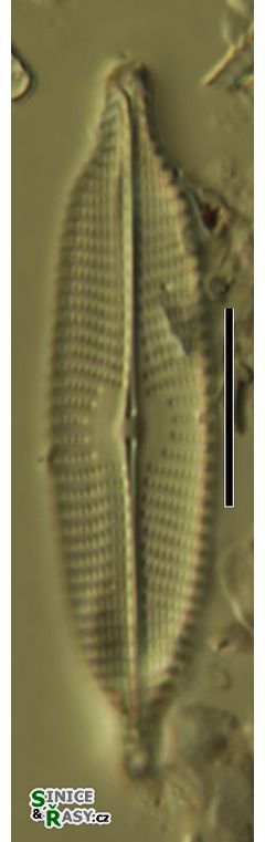 Navicula amphiceropsis