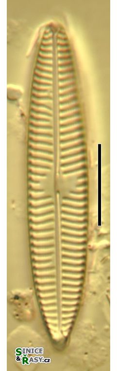 Navicula tripunctata