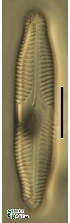 Pinnularia jungii