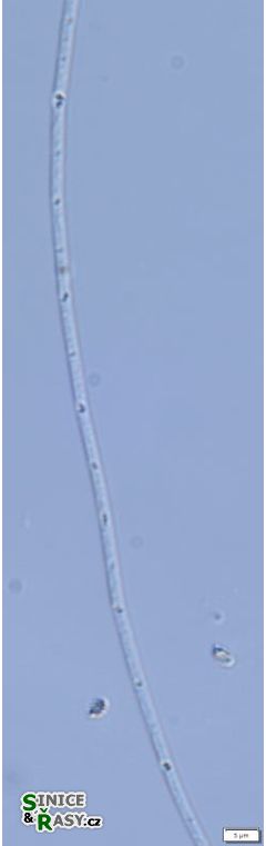 Limnothrix redekei