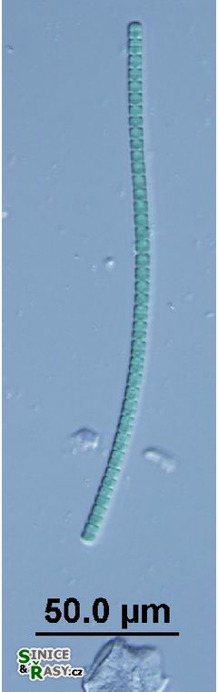 Komvophoron sp.