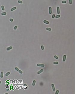 Synechococcus