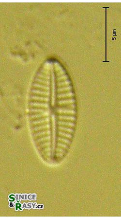 Eolimna subminuscula