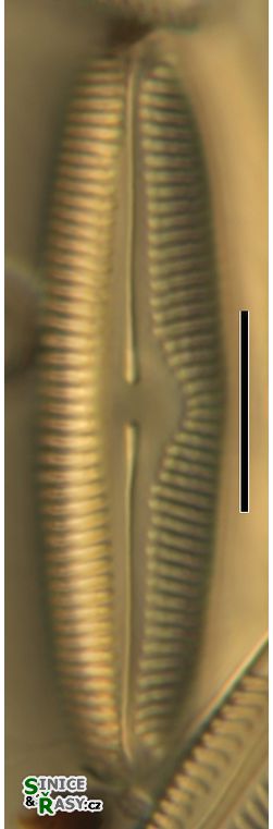 Pinnularia rupestris