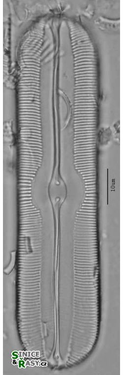 Sellaphora
