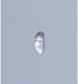 Rhabdomonas intermedia