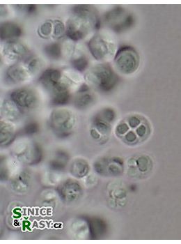 Pleurocapsa