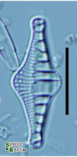 Nitzschia sinuata