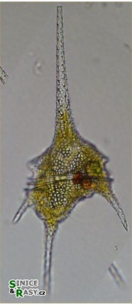 Ceratium hirundinella