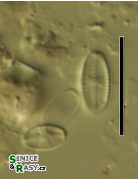Navicula minima