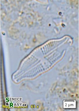 Luticola nivalis