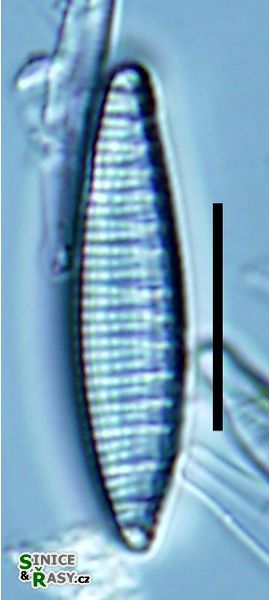 Nitzschia amphibioides