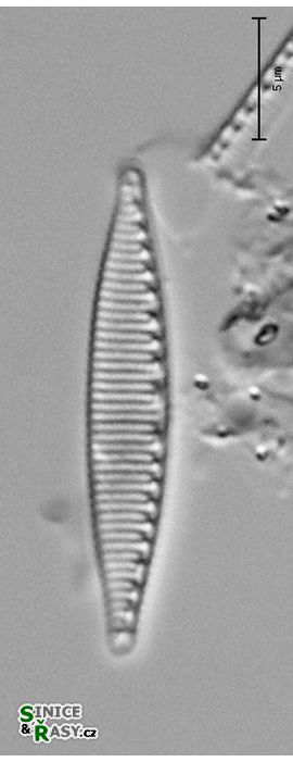 Nitzschia fonticola