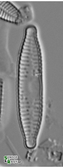 Fragilaria capucina