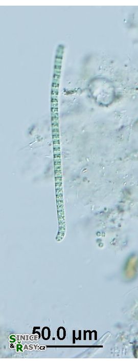 Phormidium formosum