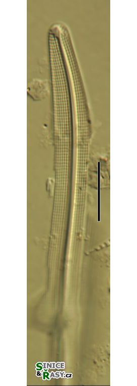 Gyrosigma spencerii