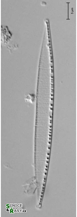 Nitzschia capitellata