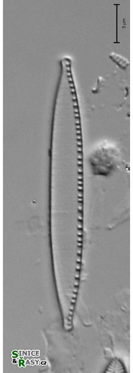 Nitzschia palea