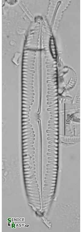 Pinnularia acuminata