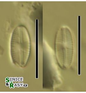 Navicula minima