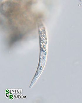 Astasia curvata