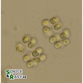 Eucapsis alpina