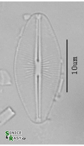 Cavinula cocconeiformis