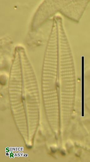 Navicula gregaria