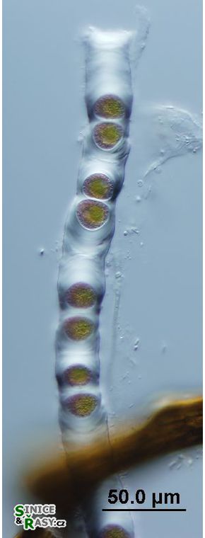 Cylindrocapsa geminella