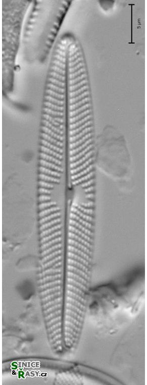 Navicula schroeteri