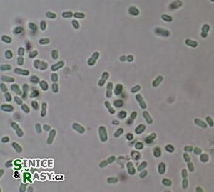 Synechococcus