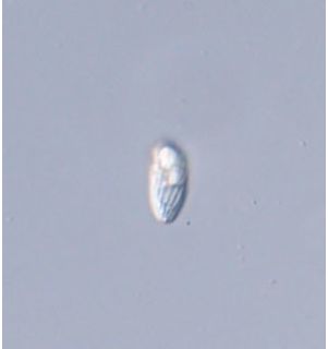 Rhabdomonas intermedia