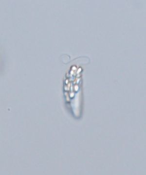 Rhabdomonas costata