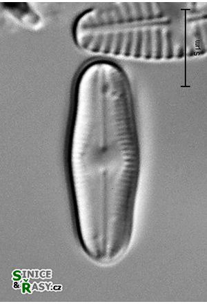 Diadesmis gallica